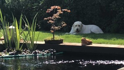 Gartentraum mit Koi / Schwimmteich