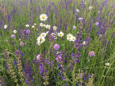 Bien-Zenker EVOLUTION 154 - Ihr individuelles Traumhaus in Bad Mergentheim