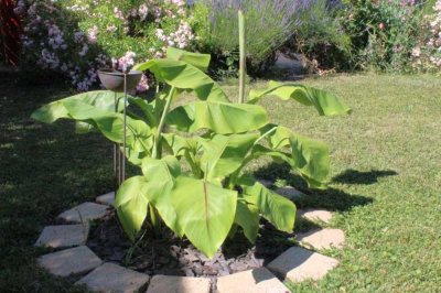 Doppelhaushälfte mit Gartenidylle-Einziehen und genießen  !!