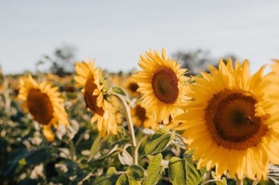 Exklusives Traumhaus für zauberhafte Sommerabende