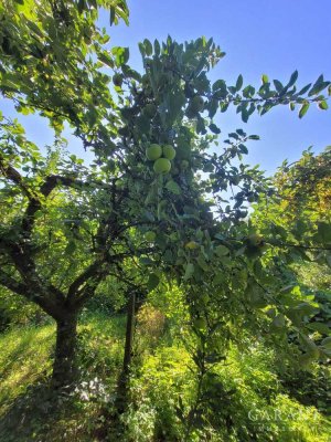 Freie, naturnahe Doppelhaushälfte mit viel (Ausbau-) Potential ! Streuobstwiese, eigener Bachlauf...