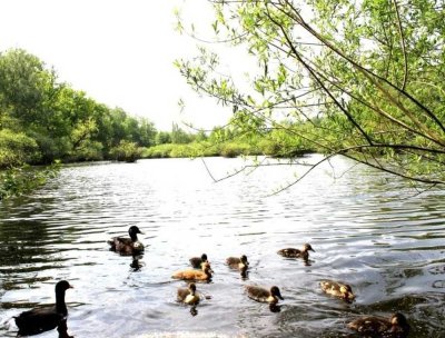 Das Wasser plätschert vor der Tür - Schwäne/Enten - für Eigennutzer oder Kapitalanleger!