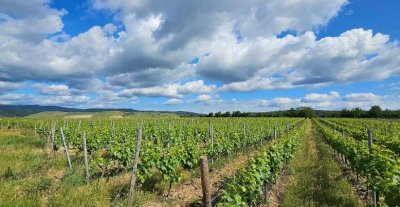 Wohnen und leben auf einer Winzer-Aussiedlung im kulturhistorischen Rheingau