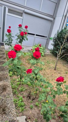 5-Zimmer Reihenmittelhaus in Heidelberg-Rohrbach mit Garage