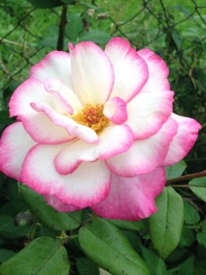 Ihr individuelles Traumhaus mit Bien-Zenker - EVOLUTION 148 in Tauberbischofsheim