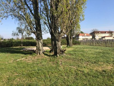 Flott geschnittene Bleibe mit Blick in den Weinberg