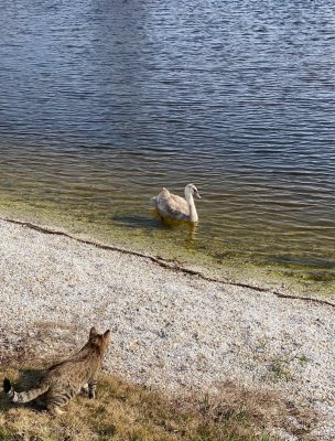 Exklusives Haus direkt am Wasser, Neusiedlersee, Burgenland