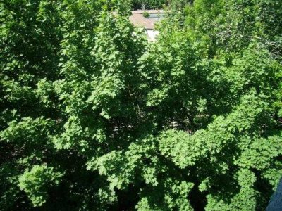 - Nähe Schloßpark/ Schöne EG-Wohnung mit Balkon, Gäste-WC u.Fußbodenheizung -