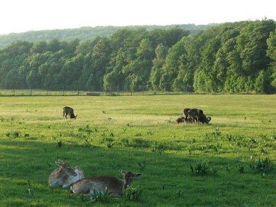 Exklusives Wohnen mit Geschichte und Modernität – Ihr Traumobjekt zwischen Schloss Schönbrunn &amp; Lainzer Tiergarten! DROHNEN-VIDEO &amp; 3D-RUNDGANG JETZT ANSEHEN!