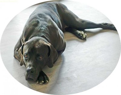 Wenn Sie keine Angst vor Hunden haben, sind Sie hier genau richtig !