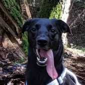 ~ Hundefreunde aufgepasst ~