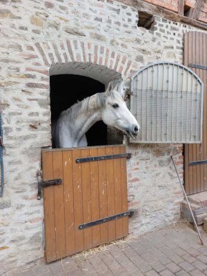 Wohnung auf dem Reiterhof in Egeln bei Magdeburg