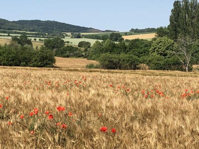 Sonnige 2-Zimmer-Wohnung // frisch renoviert !!!!