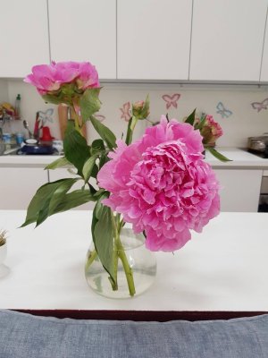 Bestlage Bad Ischl - ruhig und ganz neu !