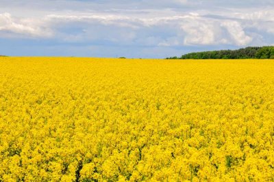Wohnen am Feldrand im begehrten Neubaugebiet